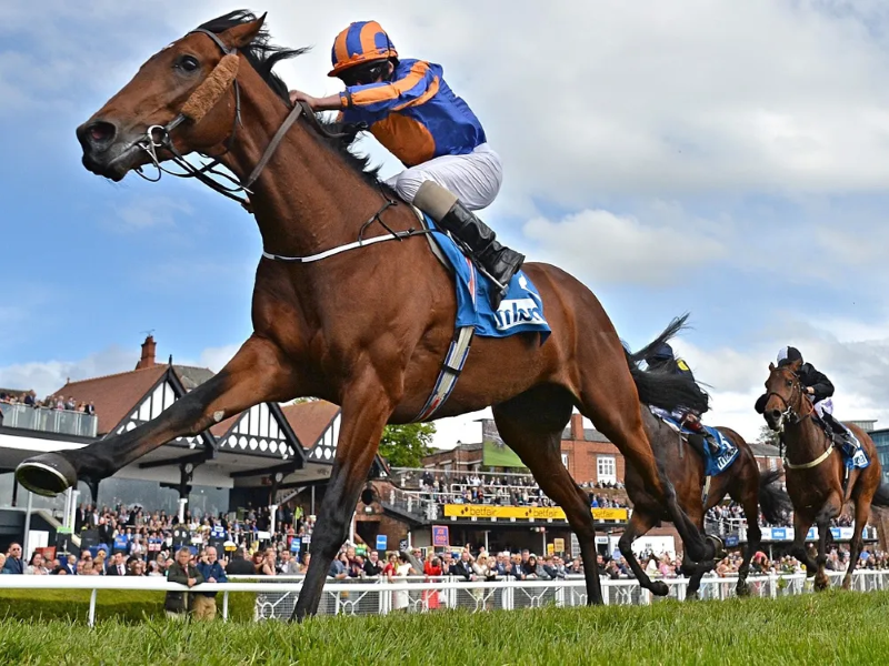 Cá cược đua ngựa 