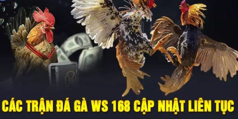 Đá gà WS168 sclub88
